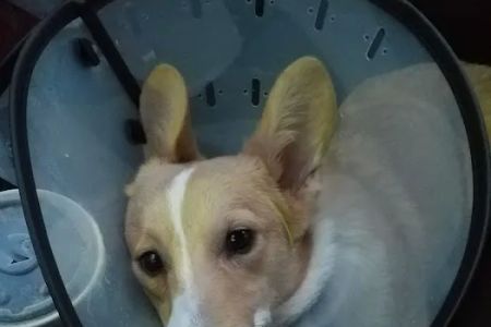 South Suburban Spay and Neuter Clinic