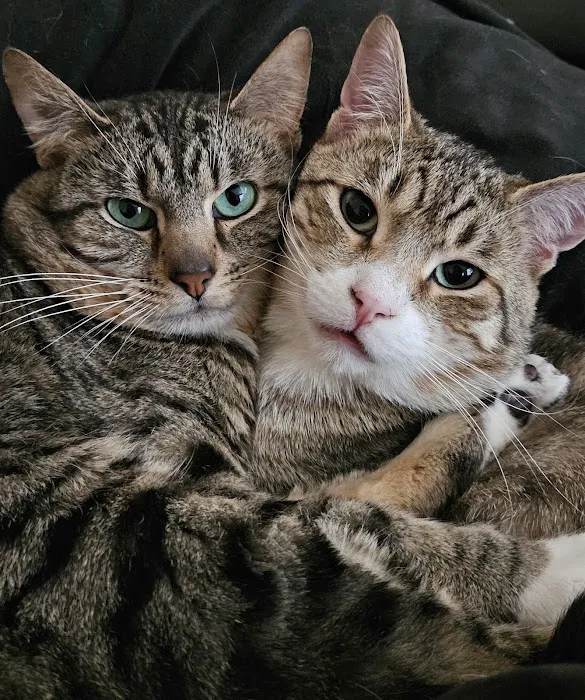 South Suburban Spay and Neuter Clinic 9