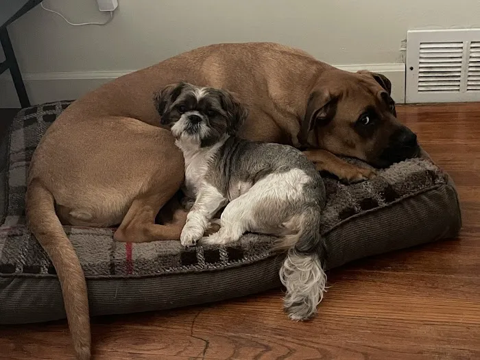 South Suburban Spay and Neuter Clinic 5