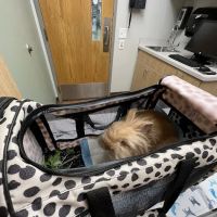 VCA Worth Animal Hospital: Mc Namee Crystal DVM ico