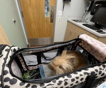 VCA Worth Animal Hospital: Mc Namee Crystal DVM