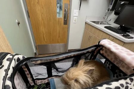 VCA Worth Animal Hospital: Mc Namee Crystal DVM