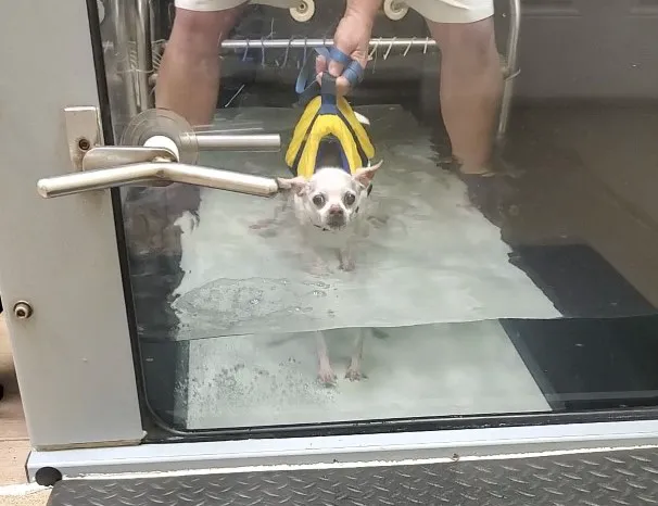 Chicago Animal Rehab 12