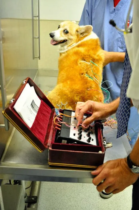 Chicago Animal Rehab 12