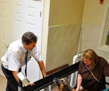 Chicago Animal Rehab