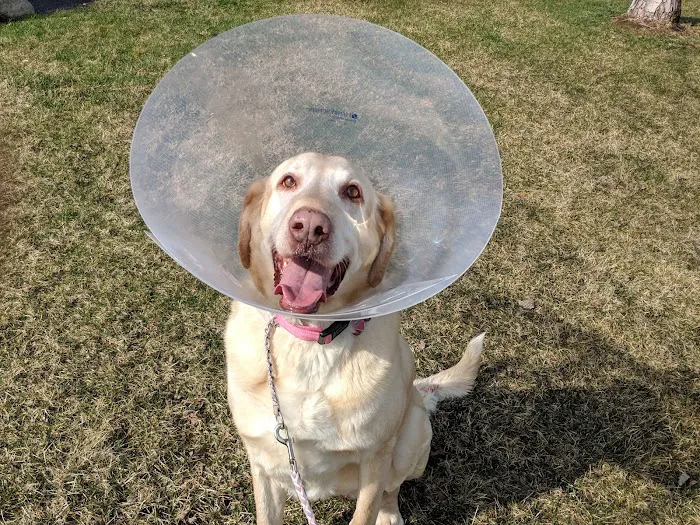 Frankfort Animal Care Center 8