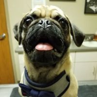 Frankfort Animal Care Center ico