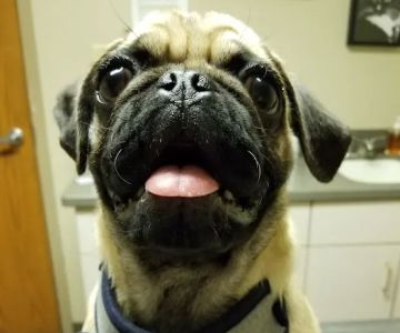 Frankfort Animal Care Center