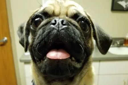 Frankfort Animal Care Center