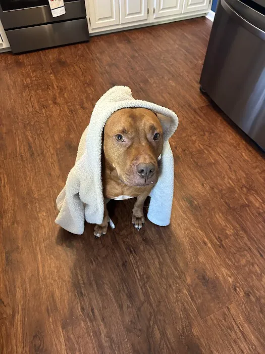 Frankfort Animal Care Center 10