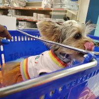 Beltline Animal Hospital ico
