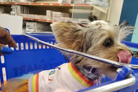 Beltline Animal Hospital