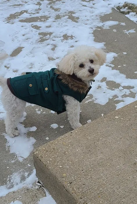 Beltline Animal Hospital 8
