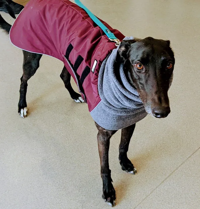 Citywide Pet Clinic 10