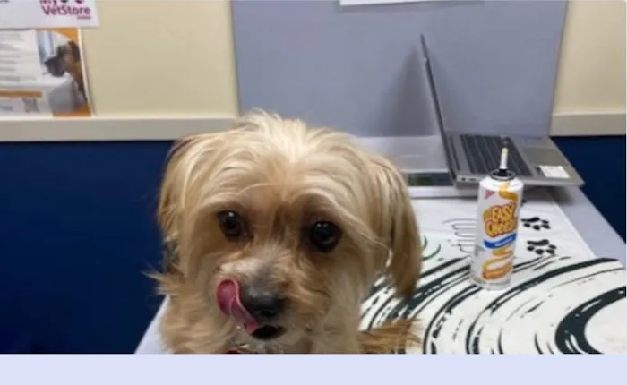 Citywide Pet Clinic 1