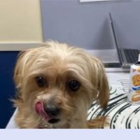 Citywide Pet Clinic ico