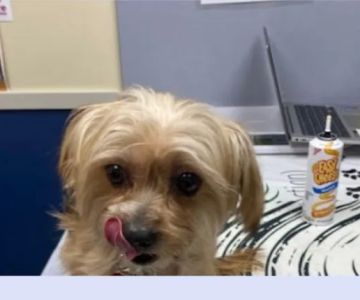 Citywide Pet Clinic