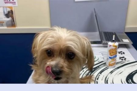 Citywide Pet Clinic