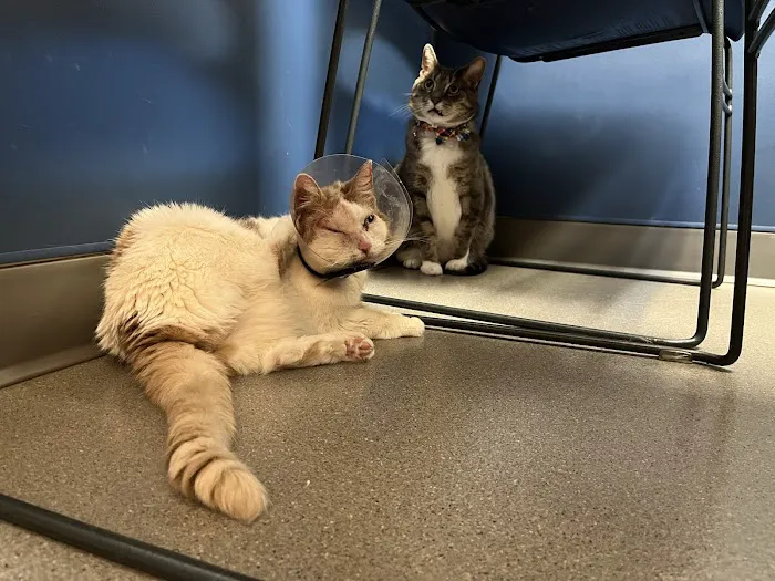 Citywide Pet Clinic 4