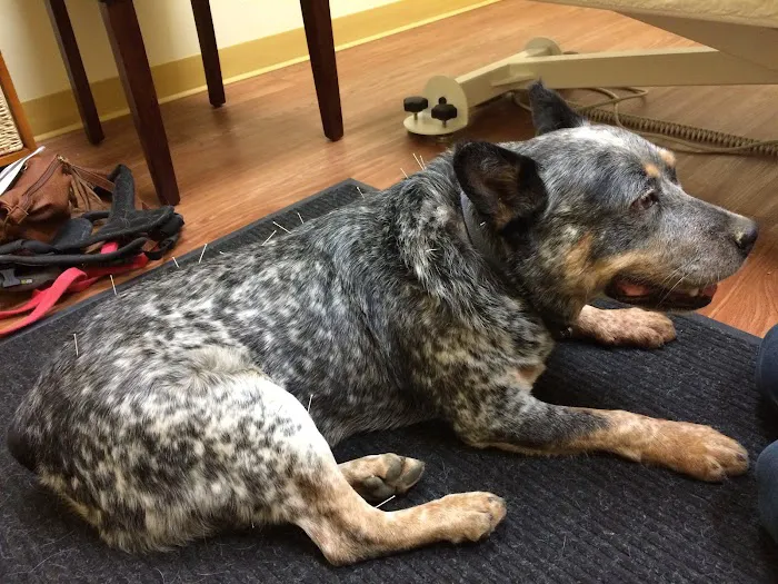 HarmonyVet Acupuncture and Spine Care 12