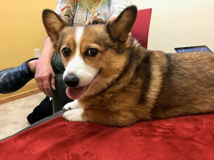 HarmonyVet Acupuncture and Spine Care 12