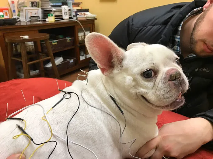 HarmonyVet Acupuncture and Spine Care 12