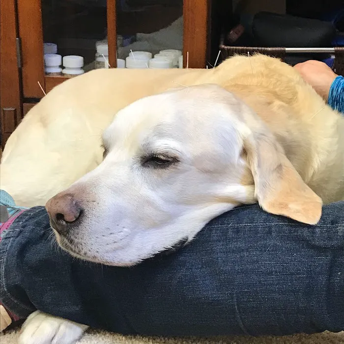HarmonyVet Acupuncture and Spine Care 12