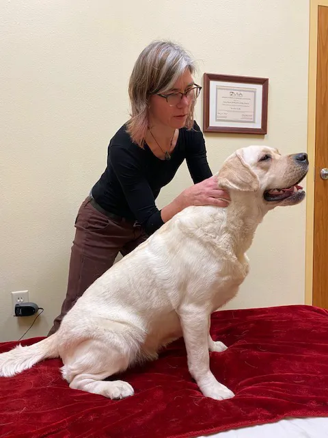 HarmonyVet Acupuncture and Spine Care 12