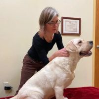 HarmonyVet Acupuncture and Spine Care ico