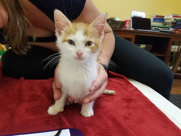 HarmonyVet Acupuncture and Spine Care 12