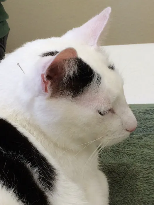 HarmonyVet Acupuncture and Spine Care 12