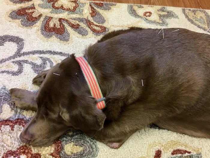 HarmonyVet Acupuncture and Spine Care 12