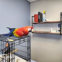 Spartan Animal Hospital ico