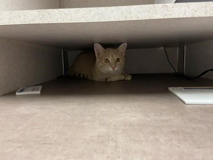 McFarland Animal Hospital 12