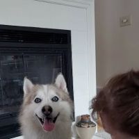 McFarland Animal Hospital ico