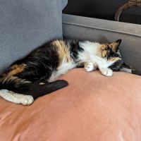 OSU Hummel and Trueman Hospital for Companion Animals ico