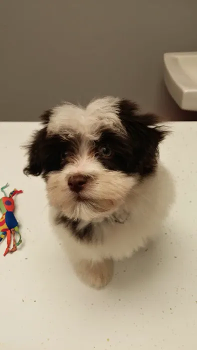 Ripley Animal Clinic 1