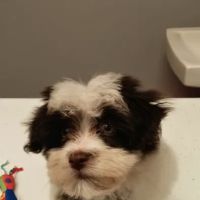 Ripley Animal Clinic ico