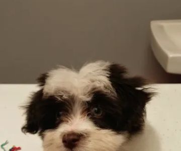 Ripley Animal Clinic