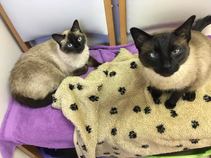 Purrfect Care Feline Medical Center 12