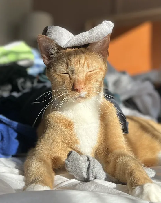 Purrfect Care Feline Medical Center 12