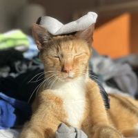 Purrfect Care Feline Medical Center ico