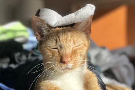 Purrfect Care Feline Medical Center