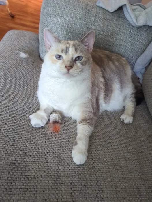 Purrfect Care Feline Medical Center 12