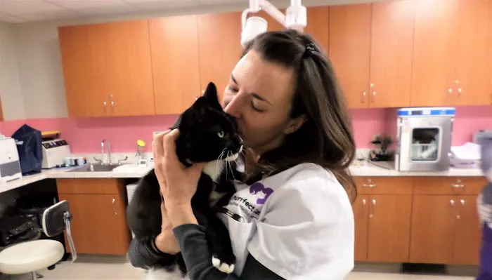 Purrfect Care Feline Medical Center 12
