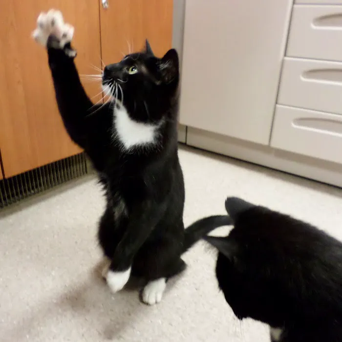 Purrfect Care Feline Medical Center 12