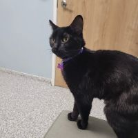 Fifth & Kenny Animal Hospital ico