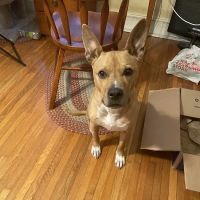 Tri-Village Animal Hospital ico