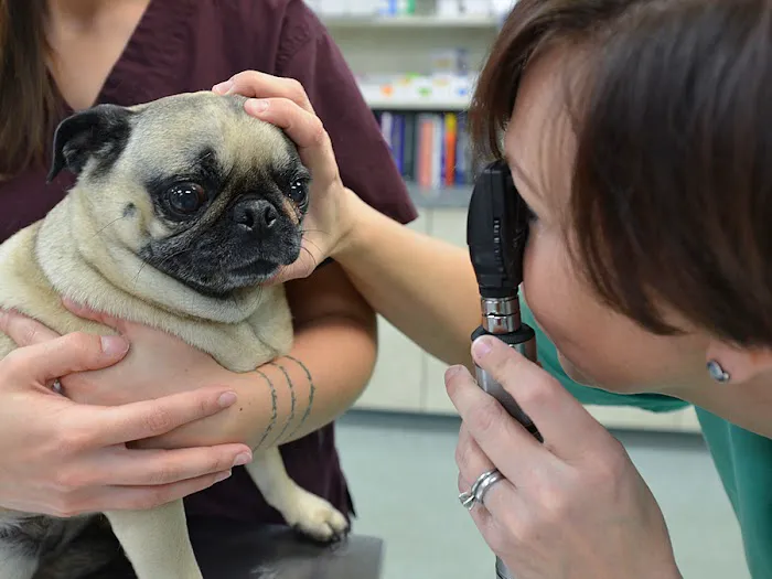 Village Gate Animal Hospital & Pet Resort 5