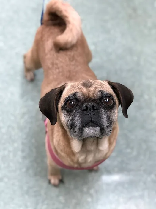 Village Gate Animal Hospital & Pet Resort 9